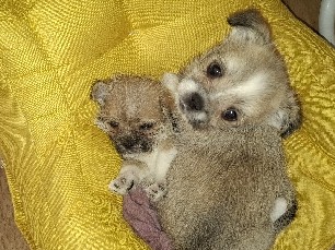 2 Süße Welpen suchen noch ihr zu Hause für immer – Duisburg