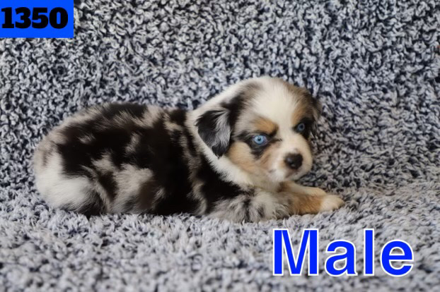 Miniature Australian Shepherd – Mini Aussie for sale!