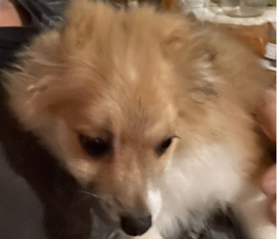 Pomeranian – Pomeranian Puppy