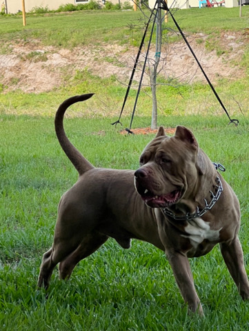 American Pit Bull Terrier – American pit bull