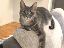 Shadow Needs A New Loving Home – Woodbridge
