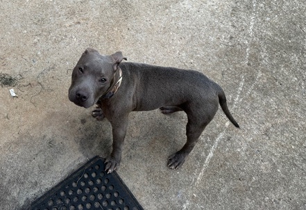 American Pit Bull Terrier – gator pit bull