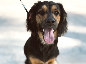 Mixed Breed – Ukido – Batumi