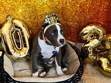 American Pit Bull Terrier – XL 11 mon Pit Bull