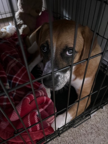 German Shepherd – selling my dog because I am moving sadly
