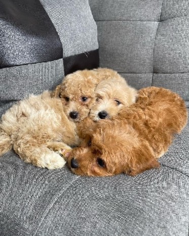Cavalier King Charles Spaniel – Full Breed cavapoo pups