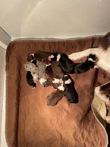 Australian Shepherd – Australian shepherds