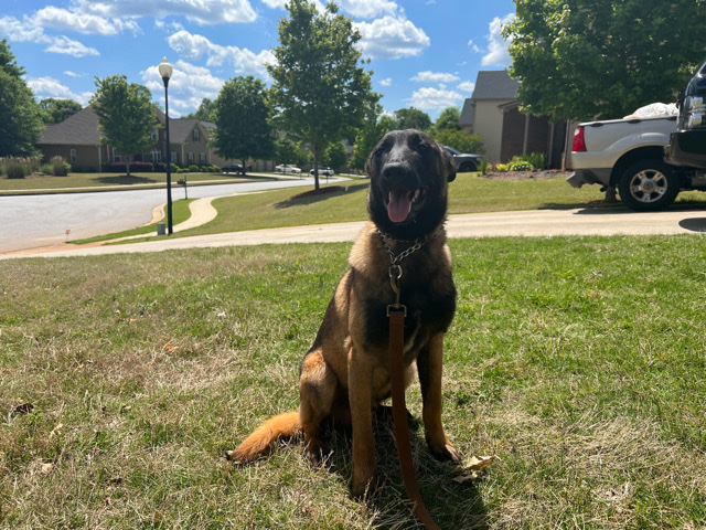 Belgian Shepherd Dog (Malinois) – Trained Belgian Malinois