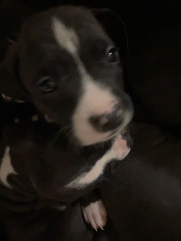 Pitbull Puppy