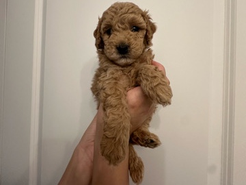Bella (mini golden doodle)