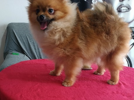 Pomeranian - Pomerania  available for adoption in Mexico City