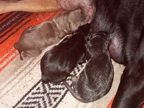 Doberman puppies 