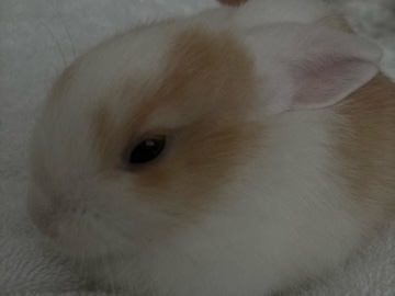 Holland Lop – Holland Lop Bunny - 1 Month – Boca Raton