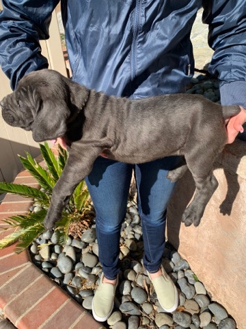Cane Corso – cane corso puppies
