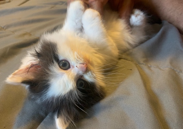 Persian (Modern) – Moo black and white Persian