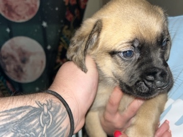 English Mastiff - boy english mastiff puppies  available for adoption in Seneca