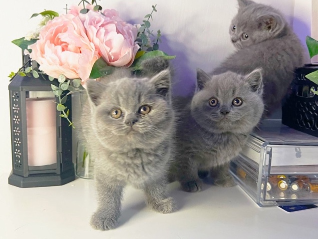 beautiful chunky British shorthair