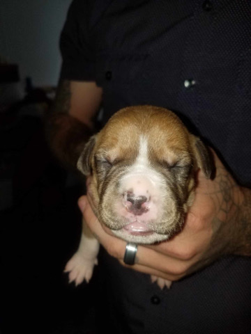American Bulldog – AmericanBull/Terrier pups