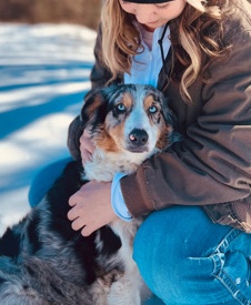 Miniature Australian Shepherd – Mini Aussie OK