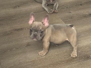 French Bulldog – French bulldogs – Oakland