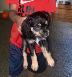 Jagdterrier – Puppy for sale