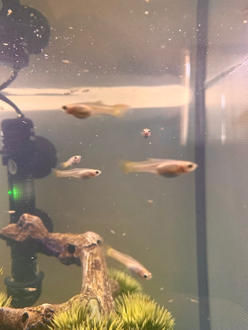Guppies – Guppies