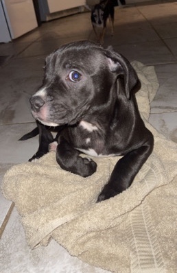 American Pit Bull Terrier – pitbull