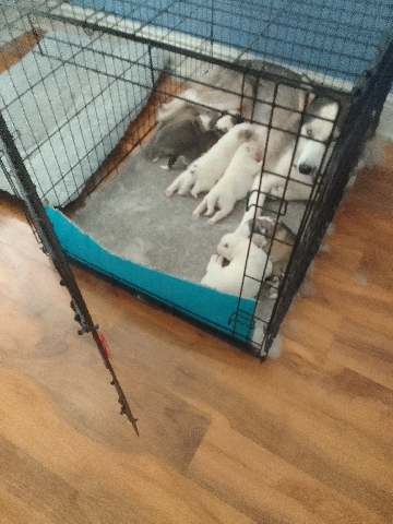 Siberian Husky – siberiun huskey pups