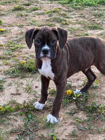 Boxer – boy boxer puppy