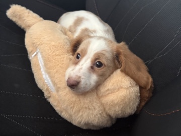 Dachshund – mini dachshund – Oro Valley