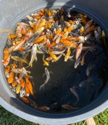 koi fish