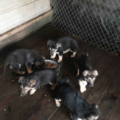 German Shepherd – German shepherd puppy’s
