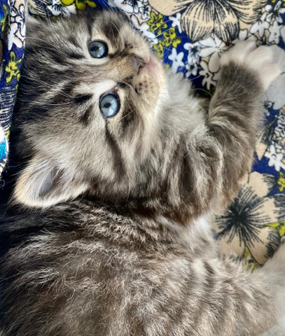 Himalayan – Cats For Adoption
