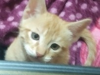 Others - cutties , kitties  available for adoption in Gurugram