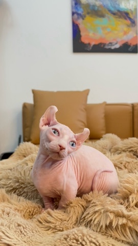 Sphynx – Sphynx elf cat for sale