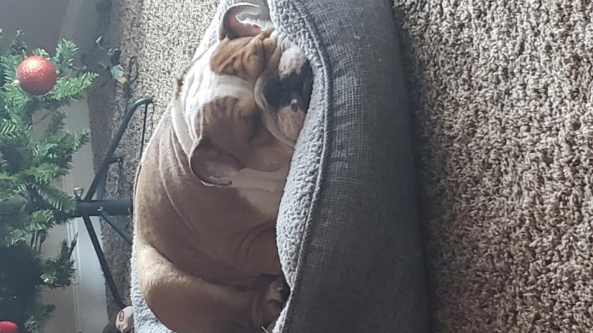 Bulldog – English Bulldog for Sale. neutered, all shots