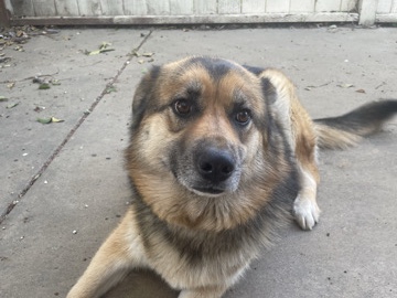 German Shepherd – Needs a new loving home – Sacramento