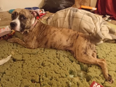 American Pit Bull Terrier – Brindle Pitbull for sale – Ashburn