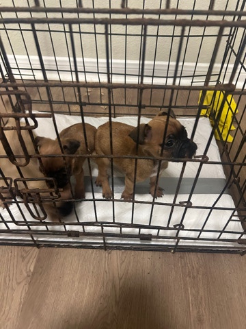 3 Puppies, 2 boys 1 Girl 300$ Each