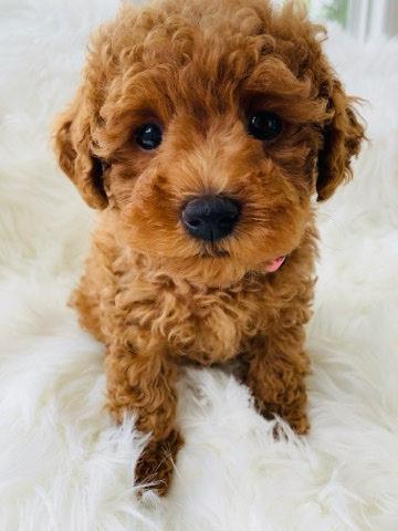 female toy poodle