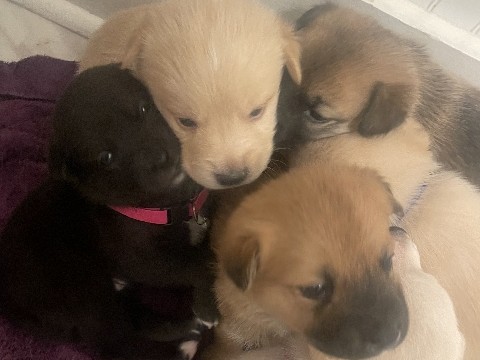 Labrador Husky – Home needed – Durham