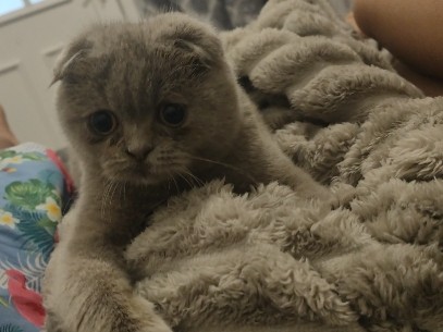 Image of Scottish Fold