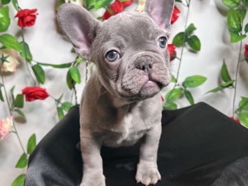 French Bulldog – Needs a forever home – Auburn