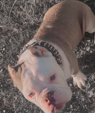 bully