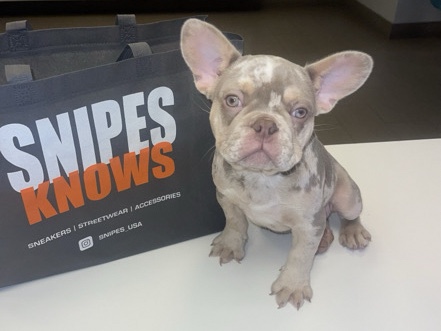 French Bulldog – French Bulldog