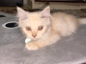 Persian (Modern) – Persian Cat – Bengaluru