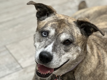 Sweet, loving, calm good girl! – Simpsonville