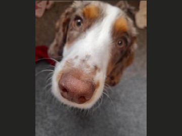 Brittany – Dog For Sale – Derby