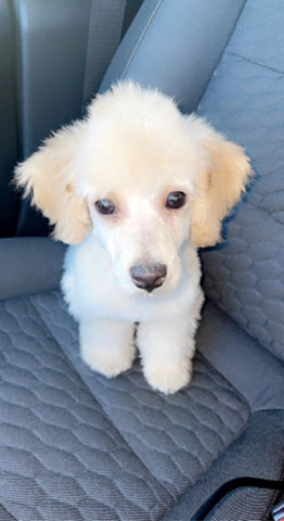 Poodle – Miniature Poodle Puppy