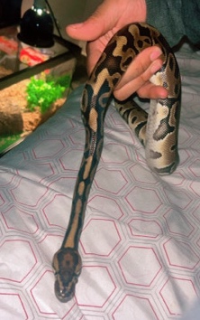 snake – Steve the ball python
